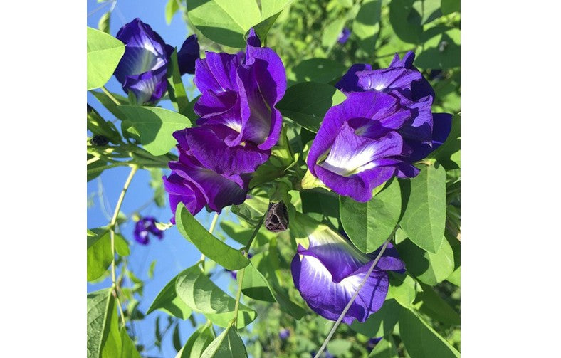 Dried Butterfly Pea Flowers