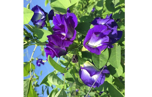 Dried Butterfly Pea Flowers